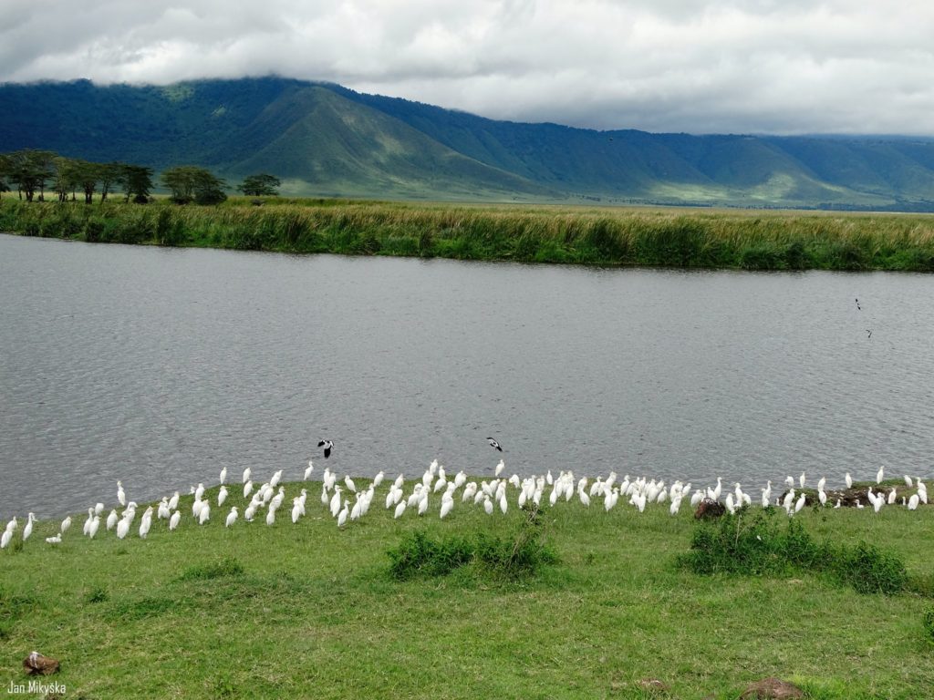 Kráter Ngorongoro a útok orla na náš oběd