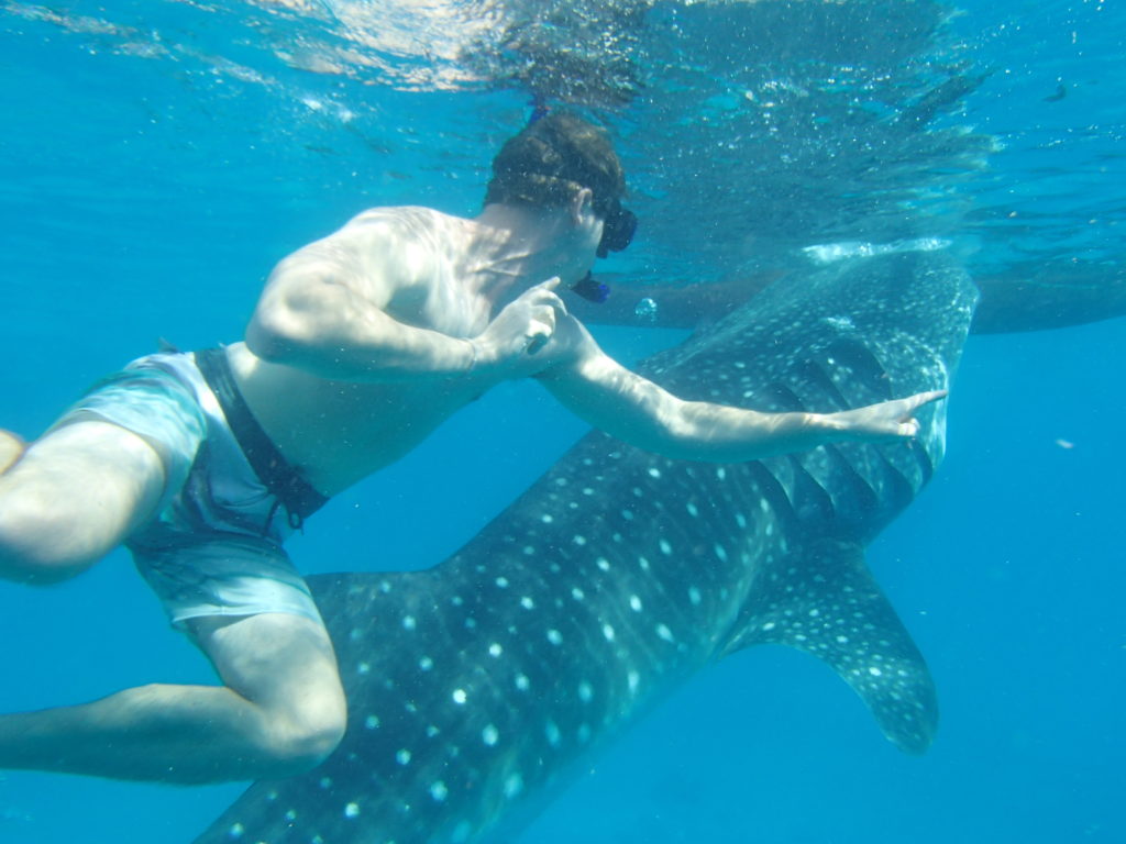 Potápění s velrybími žraloky
